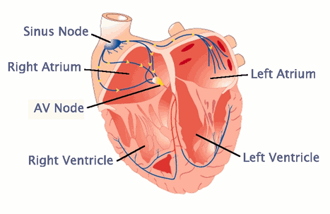 Nguồn gốc của nhịp lạc chỗ