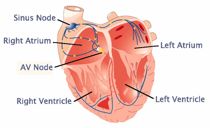 Nhịp thất lạc chỗ