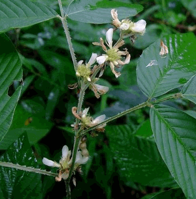 Cây ba chẽ