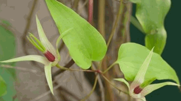 Cây bách bộ
