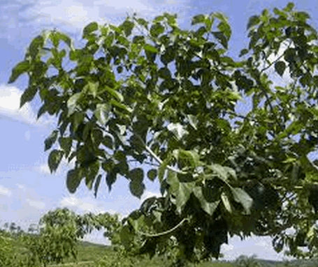 Cây cẩm xà lặc