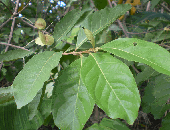 Cây chân bầu