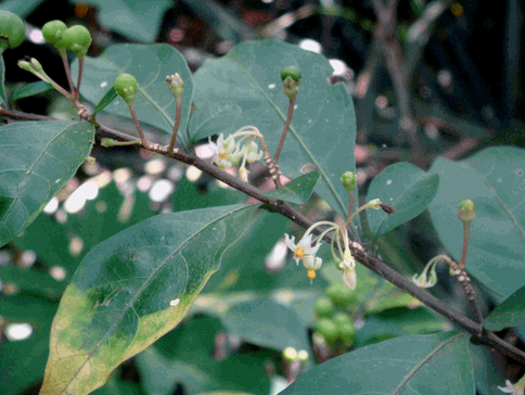 Cây chanh trường