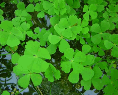 Cây cỏ bợ
