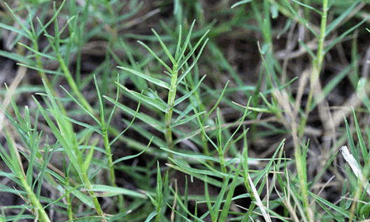 Cây cỏ chỉ