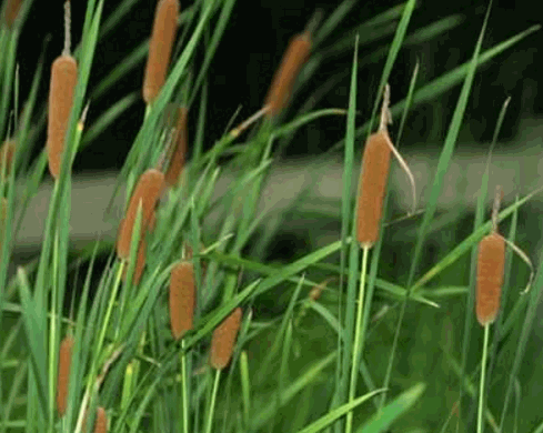 Cây cỏ nến
