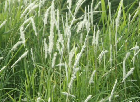 Cây cỏ tranh