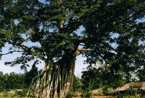 Cây đa