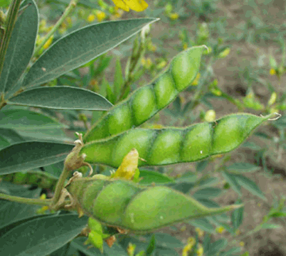 Cây đậu chiều
