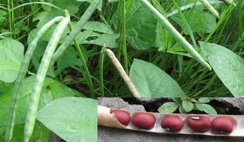 Cây đậu đỏ nhỏ