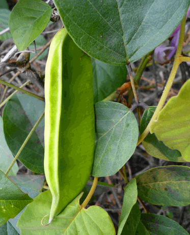 Cây đậu rựa