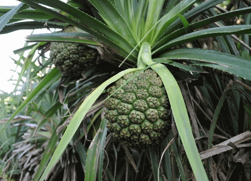 Cây dứa dại