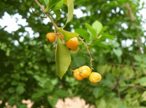 Cây găng