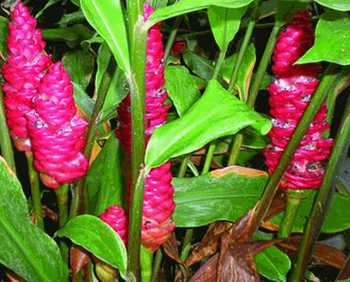 Cây gừng dại