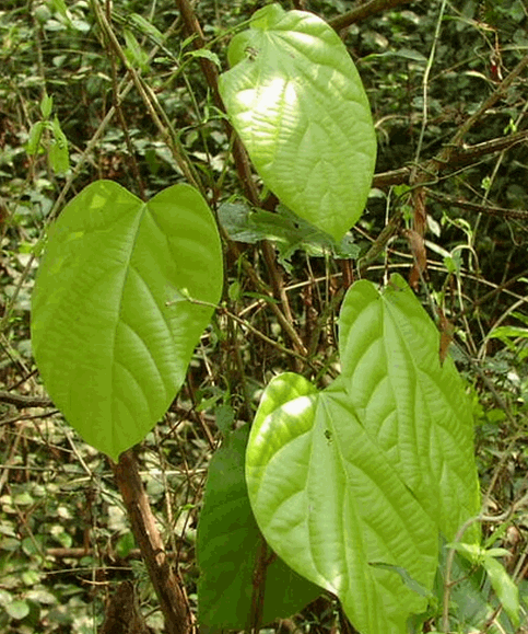 Cây hoàng đằng chân vịt