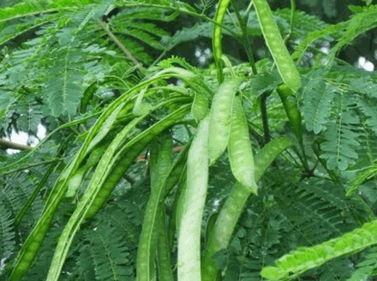 Cây keo giậu