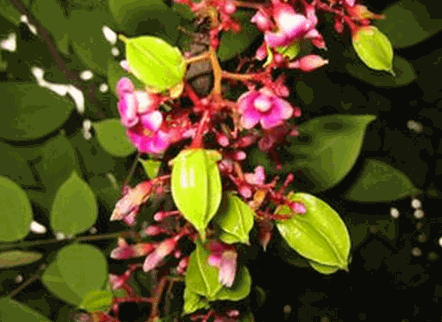 Cây khế rừng