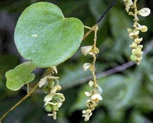 Cây lá tiết dê