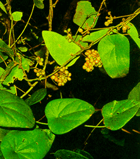 Cây lõi tiền