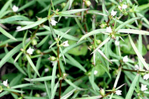 Cây lưỡi rắn