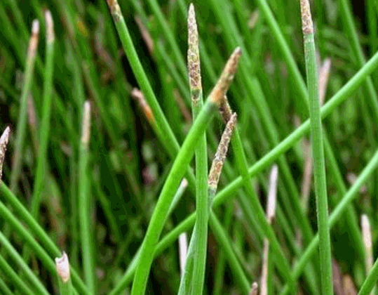 Cây mã thầy