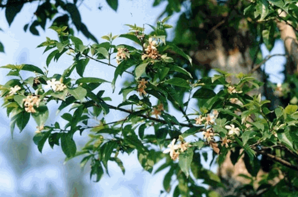 Cây mộc hoa trắng