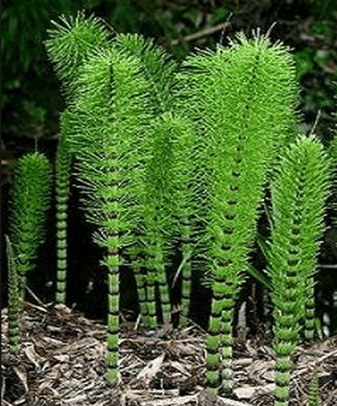 Cây mộc tặc