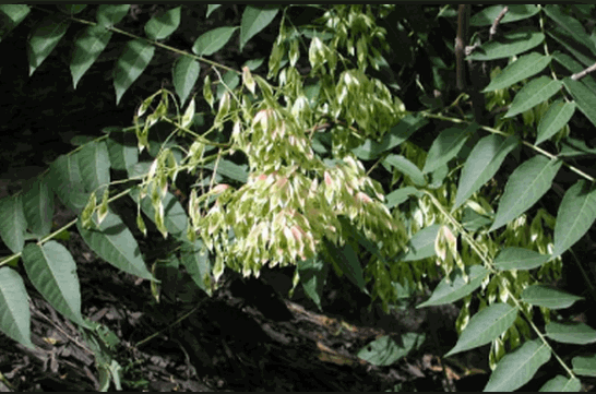 Cây phượng nhỡn thảo