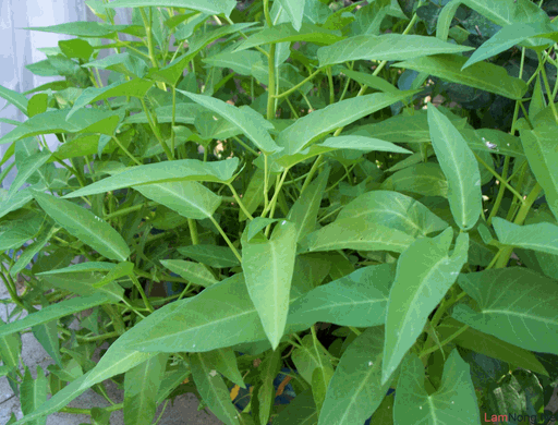 Cây rau muống