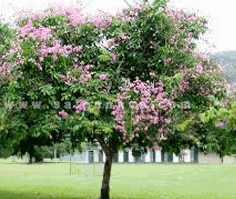 Cây săng lẻ