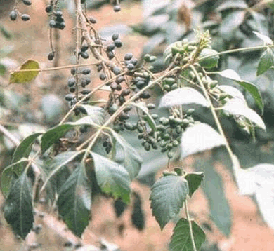 Cây sầu đâu rừng