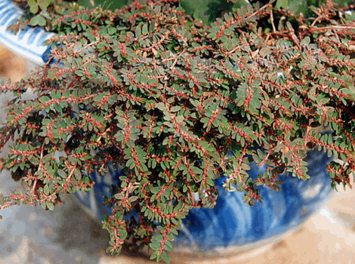 Cỏ sữa nhỏ lá