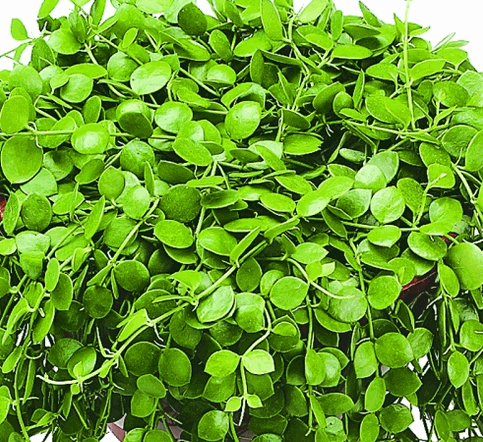 Cây tai chuột
