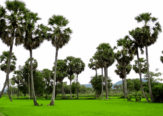 Cây thốt nốt