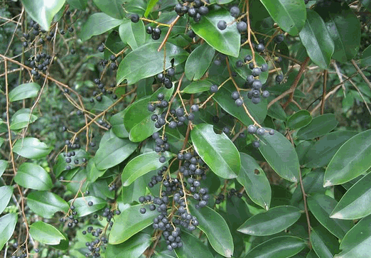 Cây thùn mũn