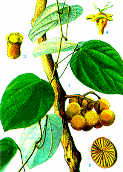 Cây vàng đằng