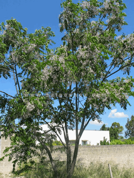 Cây xoan