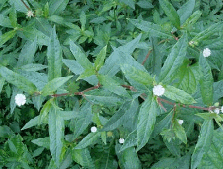 Cỏ nhọ nồi