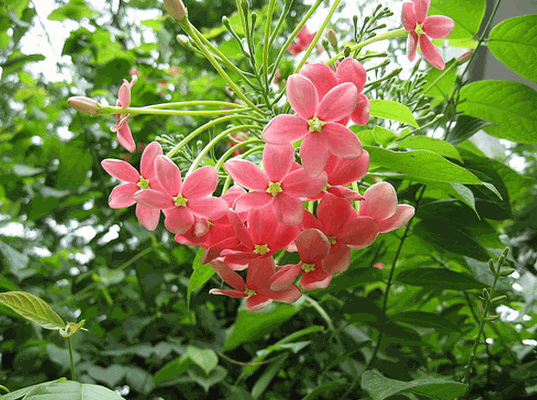 Sử quân tử