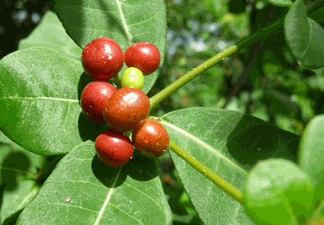 Cây ba gạc