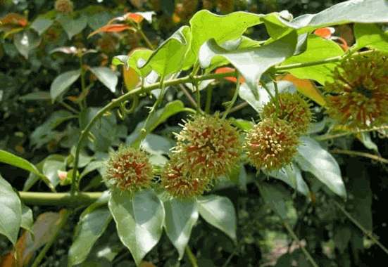 Cây câu đằng