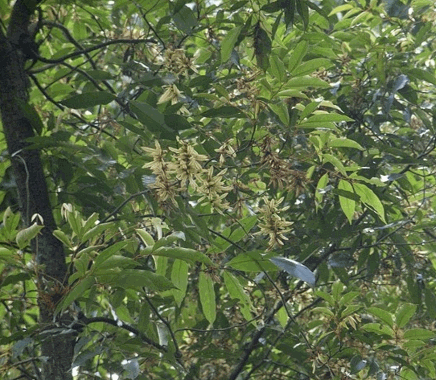 Cây chẹo