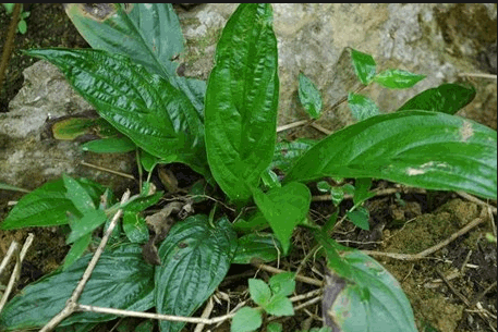 Cây hồi đầu thảo