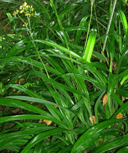 Cây hương lâu