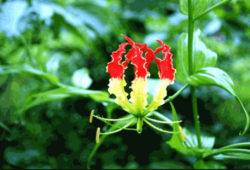 Cây ngọt nghẹo