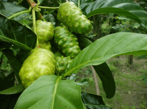 Cây nhàu