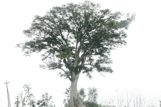 Cây sui