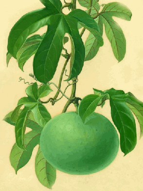 Đài hái