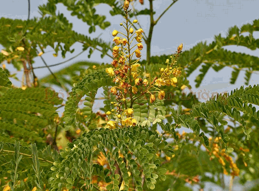 Cây tô mộc