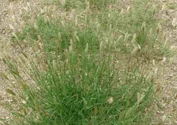 Cây mặt nhẵn